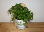 PetSnack - Melisse Versteckpflanze