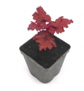 Silberglöckchen "Heuchera" im Topf