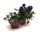 Stiefmütterchen 12cm-Topf