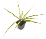 Staudenpflanze Fädrige Palmlilie Yucca