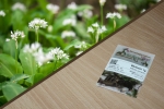Bärlauch 1g (Allium ursinum)