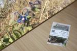 Borretsch 5g   (Borago officinalis)