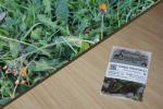 Doldiges Habichtskraut 2g  (Hieracium umbellatum)