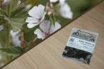 Echter Eibisch 2g  (Althaea officinalis)