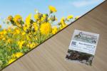 Raue Gänsedistel 1g  (Sonchus asper)