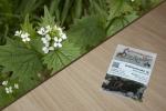 Knoblauchrauke 2g (Alliaria petiolata)
