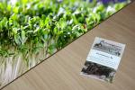 Garten-Kresse 5g  (Lepidium sativum)