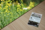 Echtes Labkraut 1g (Galium verum s.str.)