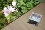Wilde Malve 2g  (Malva sylvestris)