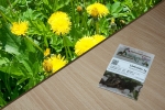 Löwenzahn 2g  (Taraxacum officinale)