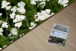 Gewöhnliche Schafgarbe 2g  (Achillea millefolium)