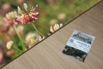 Schwedenklee 5g  (Trifolium hybridum)