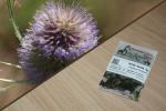 Wilde Karde 2g  (Dipsacus fullonum)