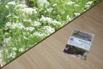 Wilde Möhre 2g  (Daucus carota ssp. carota)