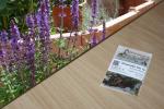 Wiesensalbei blau 2g  (Salvia pratensis)