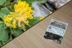 Gewöhnlicher Wundklee 2g (Anthyllis vulneraria)