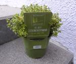"Thymian" verschiedene Arten ca. 14cm Topf