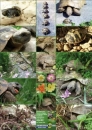 Landschildkröten Foto-Poster