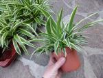Zebragras (Chlorophytum Bonnie) 10/15cm Topf/Groesse