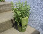 Echter Dost - Oregano (verschiedene Sorten) im 14cm Topf