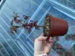 Rotblättriger Fächer-Ahorn kleiner Baum für Freilandanlagen