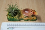 Keramik 15x7cm Schildkröte mit Pflanze Landschaft mit Tillansie